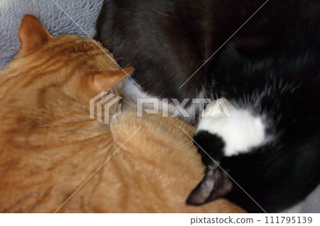 黑白貓和棕色虎斑貓 111795139