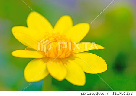 Flowers around the house - Beautiful yellow flowers of all four seasons have bloomed - Wildflowers - Ryukinka Flowers around the house - Beautiful yellow flowers of all four seasons have bloomed - Wildflowers - Ryukinka 111795152