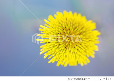 Flowers around the house - Small yellow flowers blooming in all four seasons - Japanese poppy Flowers around the house - Small yellow flowers blooming in all four seasons - Japanese poppy 111795177