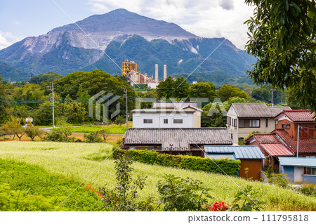 埼玉縣橫瀨町的秋天，寺坂梯田附近的蕎麥田 111795818