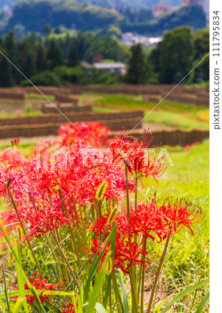 Autumn in Yokose Town, Saitama Prefecture: Terasaka rice terraces and red spider lilies during rice harvesting season Autumn in Yokose Town, Saitama Prefecture: Terasaka rice terraces and red spider lilies during rice harvesting season 111795834