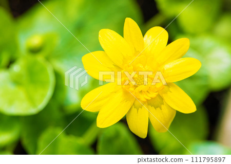Flowers around the house - Beautiful yellow flowers of all four seasons have bloomed - Wildflowers - Ryukinka 111795897