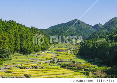 Senmaida rice fields in Yotsuya where rice harvesting has begun Shinshiro City, Aichi Prefecture 111796153
