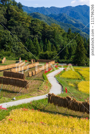Autumn in Yokose Town, Saitama Prefecture: Terasaka rice terraces and red spider lilies during rice harvesting season Autumn in Yokose Town, Saitama Prefecture: Terasaka rice terraces and red spider lilies during rice harvesting season 111796266