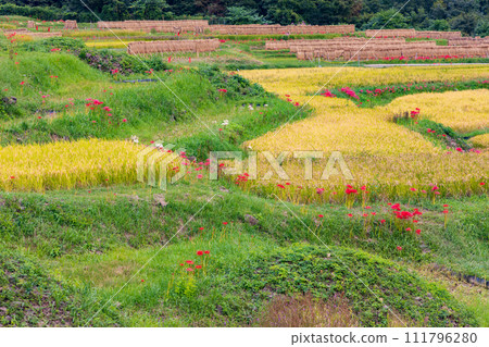 Autumn in Yokose Town, Saitama Prefecture: Terasaka rice terraces and red spider lilies during rice harvesting season 111796280