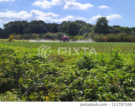 Scenery of pesticide spraying that looks like an airplane Scenery of pesticide spraying that looks like an airplane 111797106