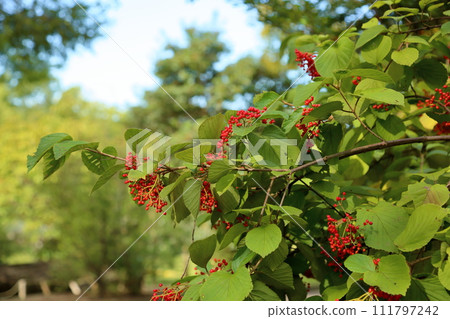 Viburnum Viburnum 111797242