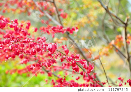Komayumi leaves changing color Autumn leaves Komayumi leaves changing color Autumn leaves 111797245