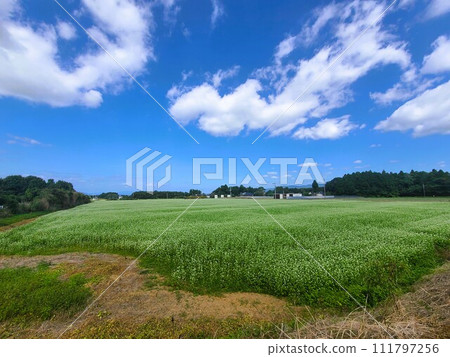 Buckwheat field landscape material background 111797256