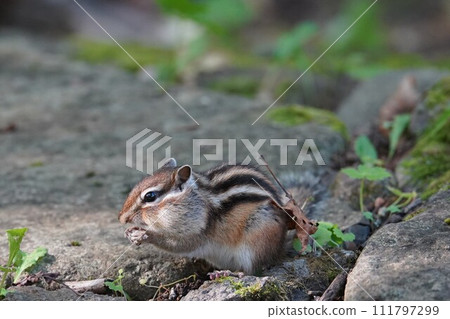 把你的手放在嘴上♪可愛的花栗鼠 把你的手放在嘴上♪可愛的花栗鼠 111797299