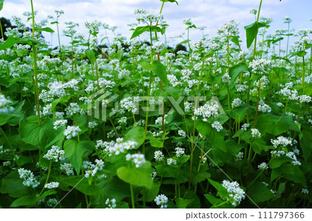 蕎麥田景觀素材背景 111797366