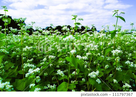 蕎麥田景觀素材背景 111797367