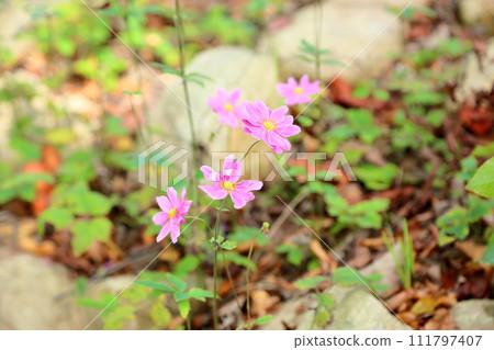 Shuigayuki花 111797407