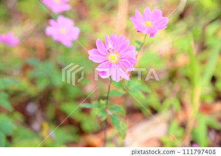 Shuigayuki flower 111797408