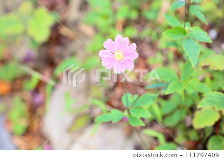 Shuigayuki花 111797409