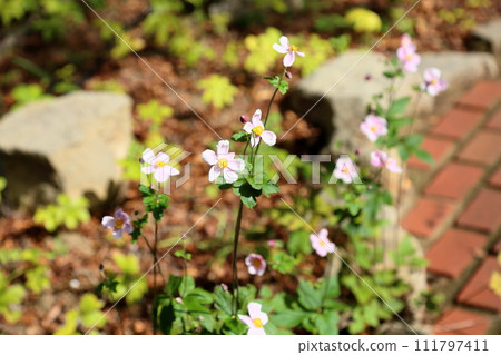 Shuigayuki花 111797411