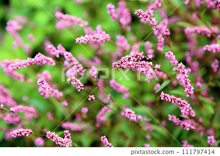 Flower of Inutaden 111797414