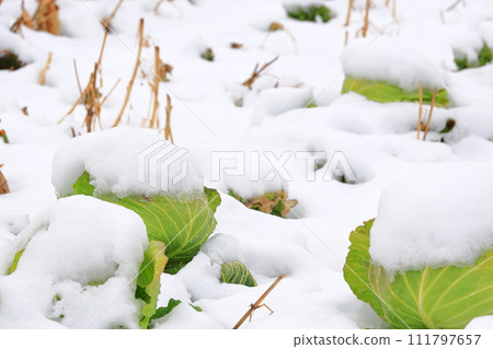 用雪蓋的圓白菜領域 111797657