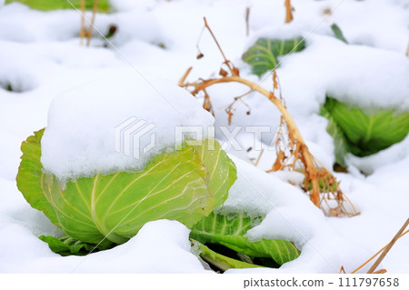用雪蓋的圓白菜領域 111797658