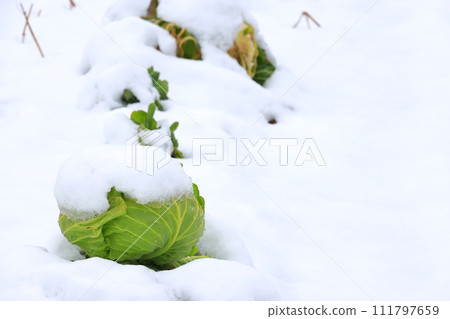 用雪蓋的圓白菜領域 111797659