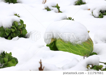 用雪蓋的圓白菜領域 111797661