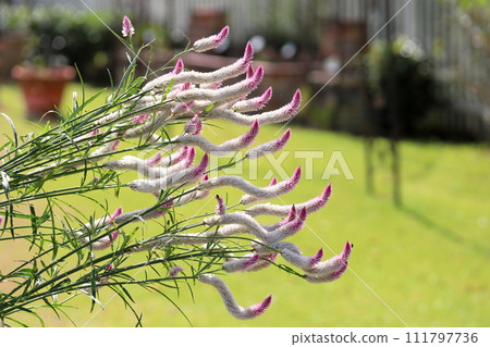 Nogeitou花 111797736