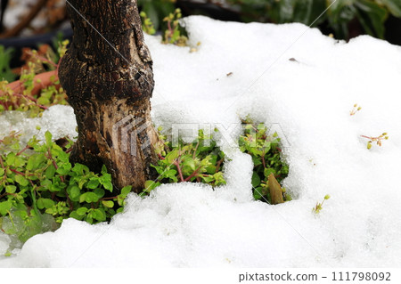 snow falling on potted plants 111798092