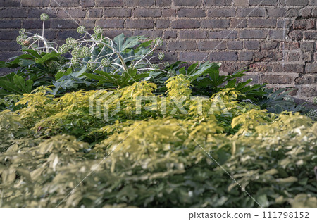 Japanese Aralia (Paper plant) or Fatsia japonica 'Spider's Web' full blossom with Brick wall background. Japanese Aralia (Paper plant) or Fatsia japonica 'Spider's Web' full blossom with Brick wall background. 111798152