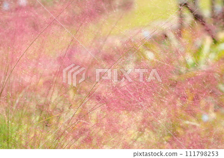 茵陳花 111798253
