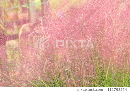 茵陳花 111798254