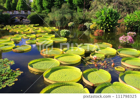 Ohio Bonus 111798325