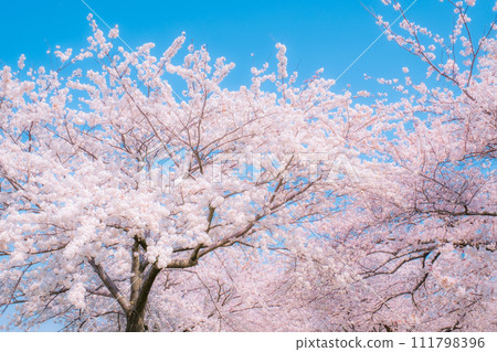 Cherry blossoms in full bloom (soft focus) 111798396