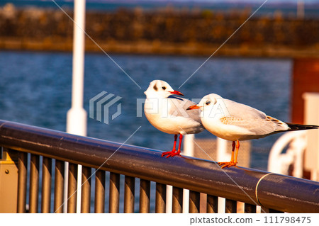 [Lake Biwa Scenery] Hamaotsu - Walking through Konan where the majestic clouds and the increasing cold of winter 111798475