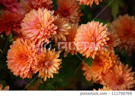 chrysanthemum flowers autumn colors 111798769