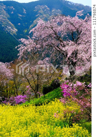 Weeping cherry blossoms and rape blossoms in full bloom compete in western Tokyo 111798874
