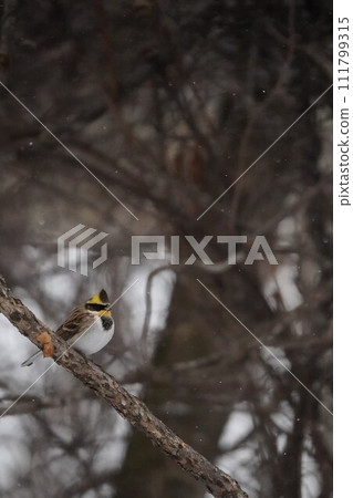 白雪皚皚的森林中的日本彩旗 111799315
