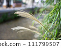 Gion Shirakawa pampas grass 111799507
