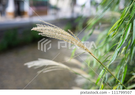Gion Shirakawa pampas grass 111799507