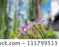 Flowers along Shirakawa, Kyoto 111799513