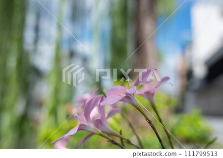 Flowers along Shirakawa, Kyoto 111799513