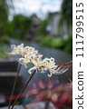 Spider lilies along Shirakawa, Gion, Kyoto 111799515