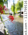 Spider lilies along Shirakawa, Gion, Kyoto 111799516