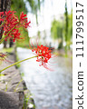 Spider lilies along Shirakawa, Gion, Kyoto 111799517