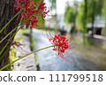 Spider lilies along Shirakawa, Gion, Kyoto 111799518