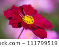 Red cosmos 111799519