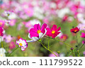 Blooming pink cosmos 111799522