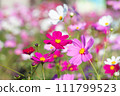 Cosmos flowers blooming under the autumn sun 111799523