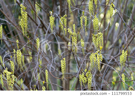 八丈花,開出一簇簇黃色的花朵 八丈花,開出一簇簇黃色的花朵 111799553