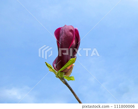 Vibrant velvety petals! Photo of magnolia flowers and spring blue sky Vibrant velvety petals! Photo of magnolia flowers and spring blue sky 111800006