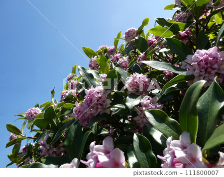 A photo of the blue sky and the flowers of Chinchobana, which have an impressive early spring scent. A photo of the blue sky and the flowers of Chinchobana, which have an impressive early spring scent. 111800007